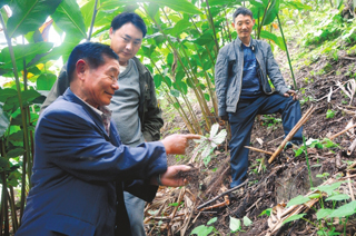 高德荣指导农户掌握重楼种植、管理的正确方法。